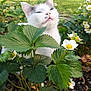 animal, cat, closeup, feline, flora, flowers, garden, green_leaves, leaf, nature, outdoor, peaceful, pet, plant, relaxed, spring, strawberry_plant, sunlight, whiskers, white_cat