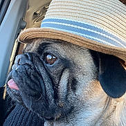 Yoda is registered to the contest to win money with this photo: dog, pug, hat, straw_hat, close_up, side_profile, tongue_out, pet, animal, car_interior, window, fur, face, ears, wrinkles, cute, expression, looking_out, seat, light