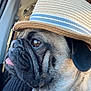 dog, pug, hat, straw_hat, close_up, side_profile, tongue_out, pet, animal, car_interior, window, fur, face, ears, wrinkles, cute, expression, looking_out, seat, light