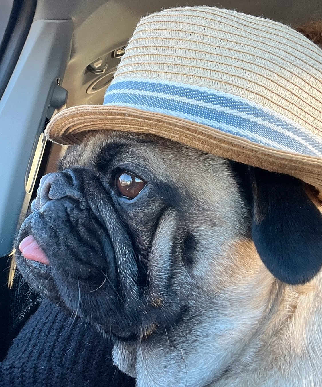 Yoda is registered to the contest to win money with this photo: dog, pug, hat, straw_hat, close_up, side_profile, tongue_out, pet, animal, car_interior, window, fur, face, ears, wrinkles, cute, expression, looking_out, seat, light