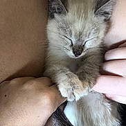 Tiger Lilly joined the competition — help win amazing prizes! animal, bond, cat, closed_eyes, closeup, comfort, cozy, cute, domestic, fingers, fur, hand, human, kitten, paw, pet, resting, sleeping, tail, whiskers