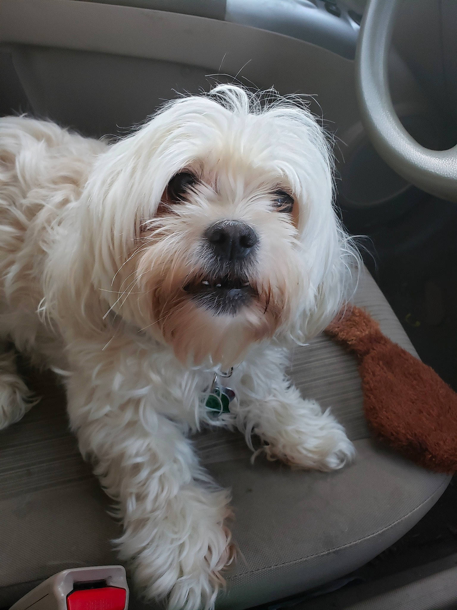 Blondie is registered to the contest to win money with this photo: canidae, carnivore, companion_dog, dog, dog_breed, dog_supply, fur, liver, maltepoo, non_sporting_group, plant, shih_poo, small_terrier, snout, sporting_group, terrier, tin_can, toy_dog, working_animal, yorkipoo