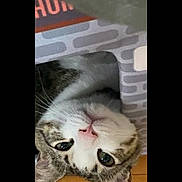 Mia joined the competition — help win amazing prizes! animal, cat, closeup, cozy, curious, cute, domestic_animal, ears, face, feline, fur, house, indoor, pet, pink_nose, portrait, resting, tabby, whiskers, wood_floor