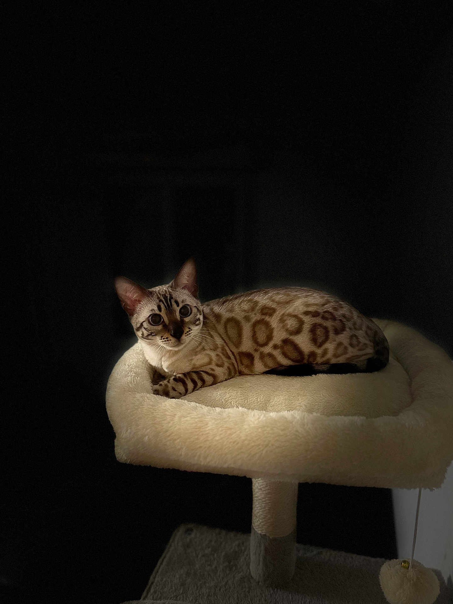 Asia participe au concours pour gagner de l'argent avec cette photo : bengal_cat, cat, feline, pet, animal, spotted_coat, cat_tree, plush, indoor, resting, cute, ears, whiskers, portrait, relaxed, soft_lighting, dark_background, fur, domestic_cat, looking