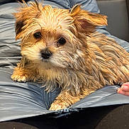 Believe joined the competition — help win amazing prizes! black_eyes, brown_fur, close_up, cozy, dog, ears, furry, human_hand, indoor, lap, nose, paw, pet, portrait, puffer_jacket, puppy, sitting, small_dog, sofa, zipper