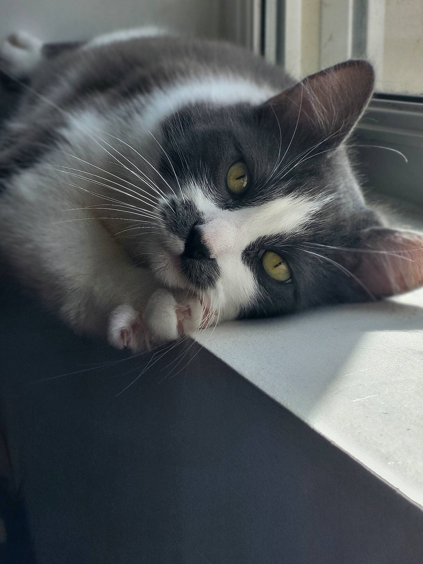 Gribouille participe au concours pour gagner de l'argent avec cette photo : abyssinian, angora, animal, blackcat, bodypart, cat, chair, desk, furniture, indoors, kitten, manx, mouth, person, pet, siamese, sleeping, table, window, windowsill