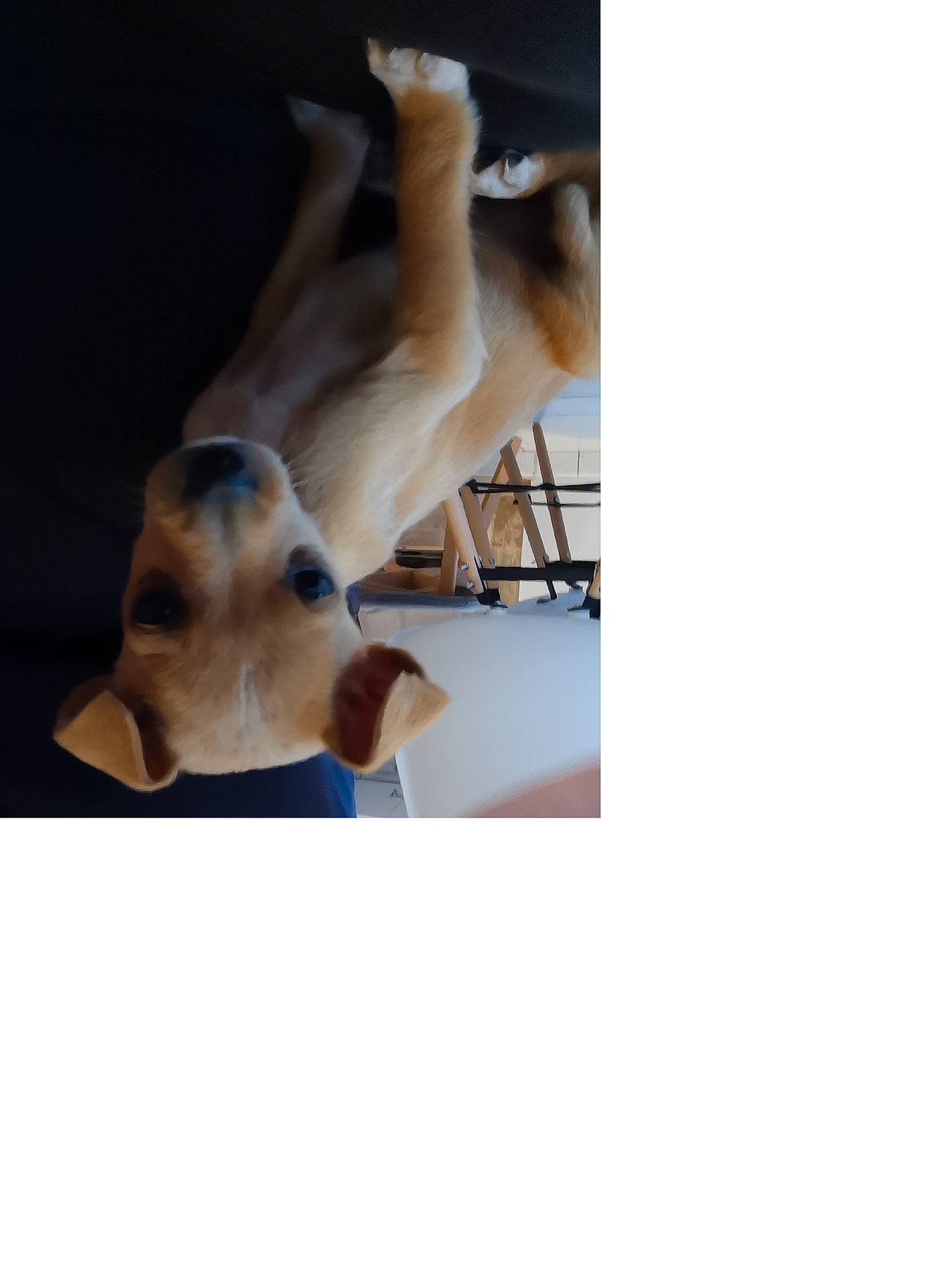 Lilas a rejoint le concours — aidez-le/la à gagner de superbes lots ! accessories, animal, beagle, canine, chair, couch, dog, furniture, goldenretriever, hardwood, hound, husky, indoors, interiordesign, labradorretriever, pet, plywood, puppy, strap, wood