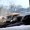 Rascal joined the competition — help win amazing prizes! bed, blanket, bokeh, cat, closeup, cozy, domestic_cat, fur, gray_cat, indoor, nap, paw, pet, resting, sleeping, soft_light, whiskers, white_paws, window, windowsill