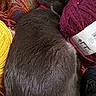 Rascal is registered to the contest to win money with this photo: ball_of_yarn, cat, close_up, collar, cozy, craft_supplies, curled_up, fur, grey_cat, handmade, hobby, indoor, knitting, pet, pile, relaxing, sleeping, texture, wool, yarn