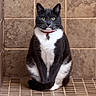 bathroom, black_and_white, cat, centered, collar, cute, fur, green_eyes, indoor, paws, pet, portrait, sitting, stoic, tag, tail, tiled_floor, tiles, tuxedo_cat, whiskers