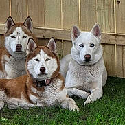 Loki is registered to the contest to win money with this photo: animal, canine, collar, cute, dog, domestic_animal, ears, eyes, fence, friendly, fur, grass, lying_down, mammal, nature, outdoor, pet, resting, siberian_husky, three_dogs
