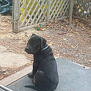 Koda is registered to the contest to win money with this photo: puppy, dog, black_dog, sitting, backyard, fence, leaves, toy, outdoor, pet, young_dog, curious, mat, nature, animal, collar, ground, daylight, looking_back, cute