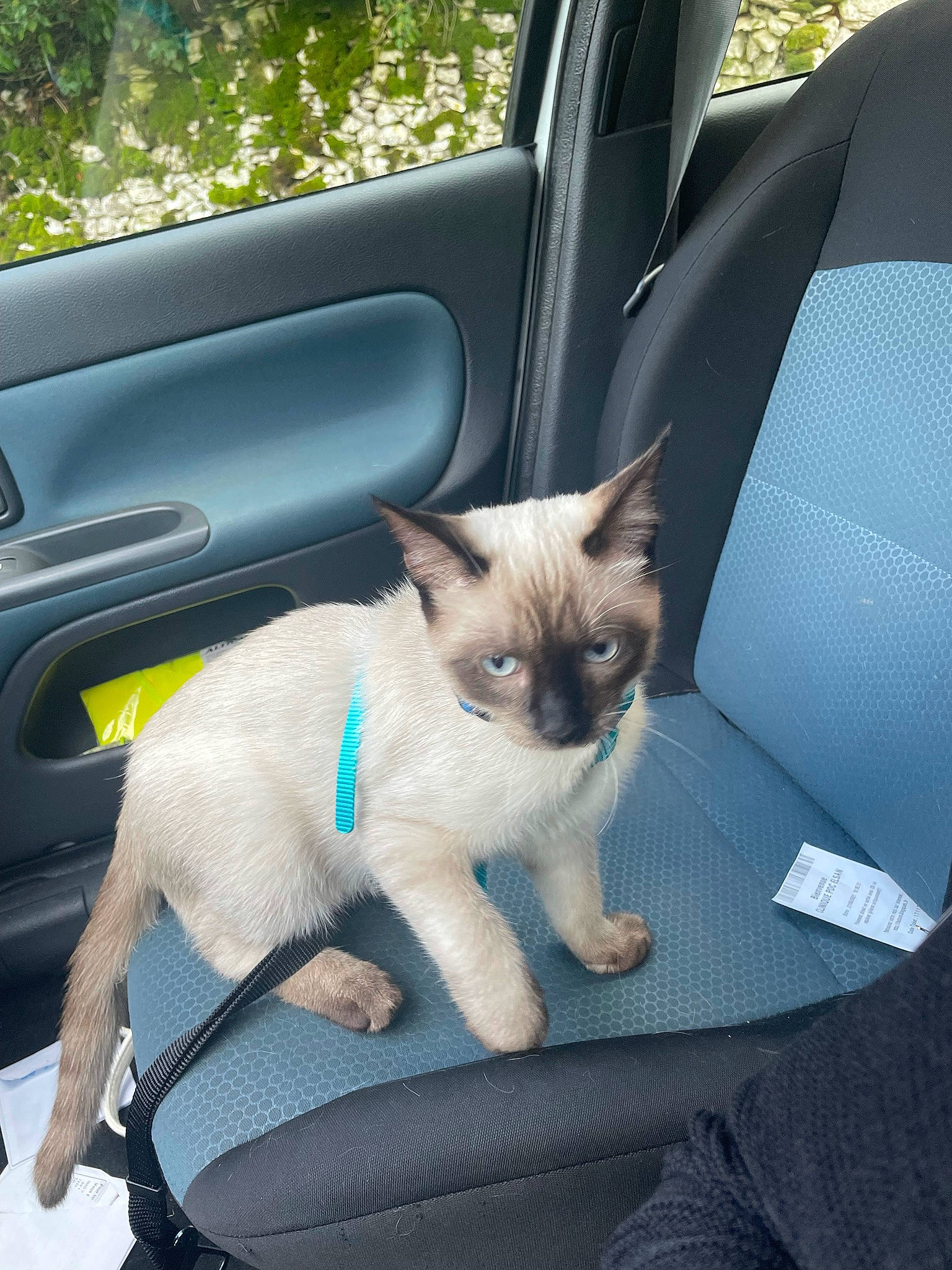 Stark a rejoint le concours — aidez-le/la à gagner de superbes lots ! automotive_design, automotive_exterior, car, carnivore, cat, comfort, door, fawn, felidae, fixture, motor_vehicle, siamese, small_to_medium_sized_cats, snout, tail, tints_and_shades, vehicle, vehicle_door, whiskers, window