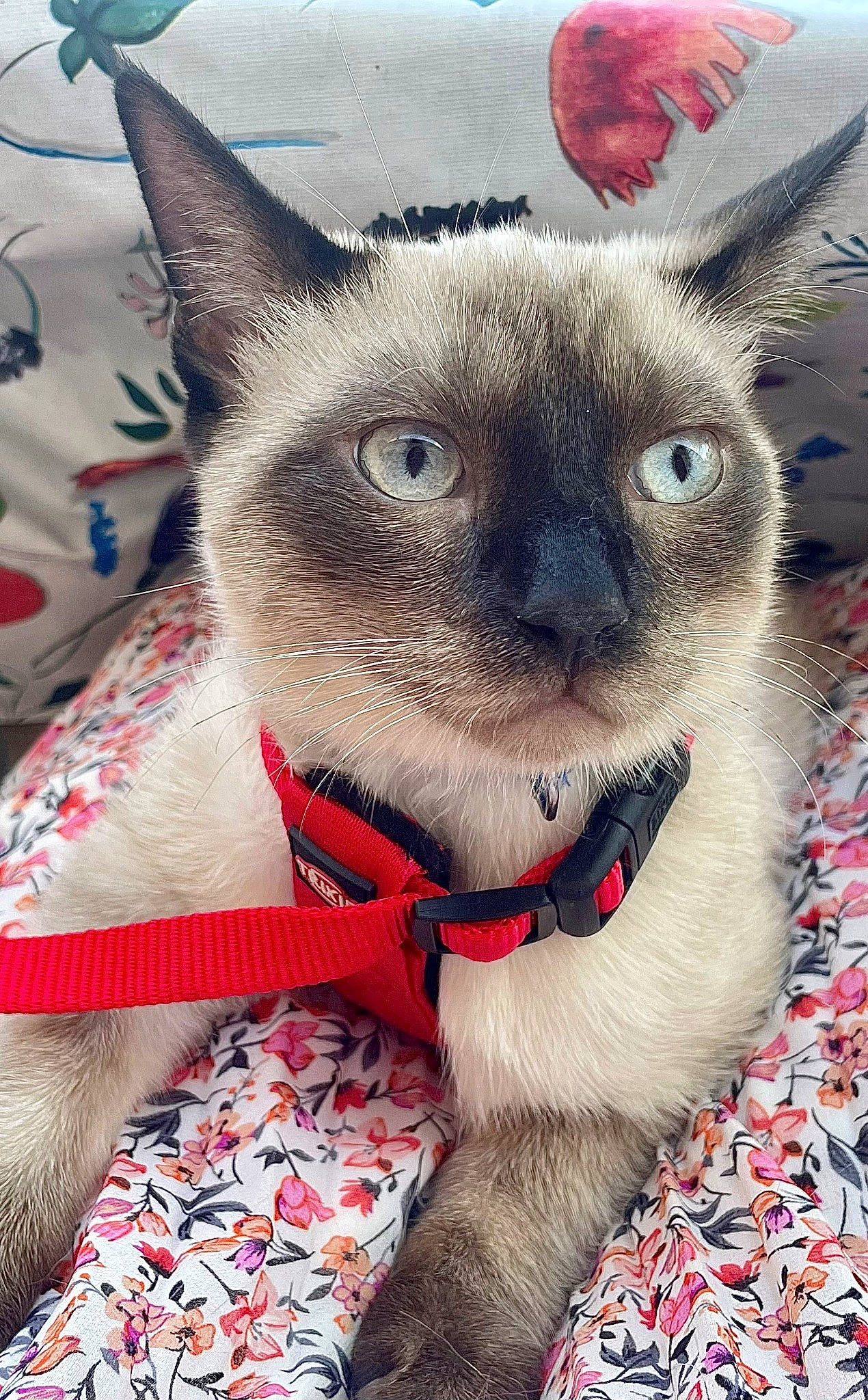 Stark a rejoint le concours — aidez-le/la à gagner de superbes lots ! carnivore, cat, close_up, collar, domestic_short_haired_cat, eye, felidae, fur, pattern, pet_supply, small_to_medium_sized_cats, snout, terrestrial_animal, whiskers