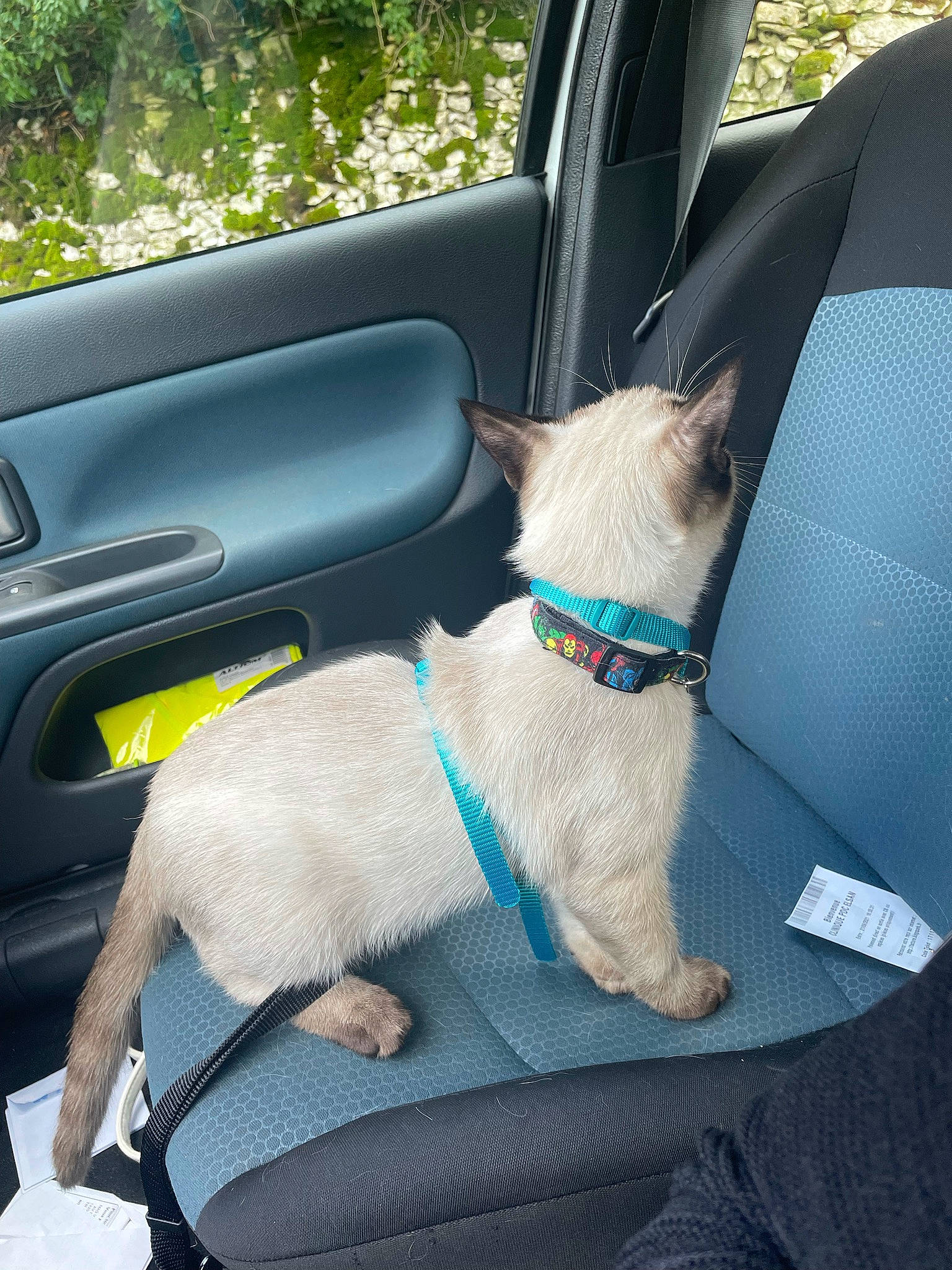 Stark a rejoint le concours — aidez-le/la à gagner de superbes lots ! auto_part, automotive_exterior, automotive_mirror, car, car_seat, car_seat_cover, carnivore, collar, comfort, companion_dog, dog, dog_breed, dog_collar, family_car, fawn, motor_vehicle, steering_part, tints_and_shades, vehicle, vehicle_door