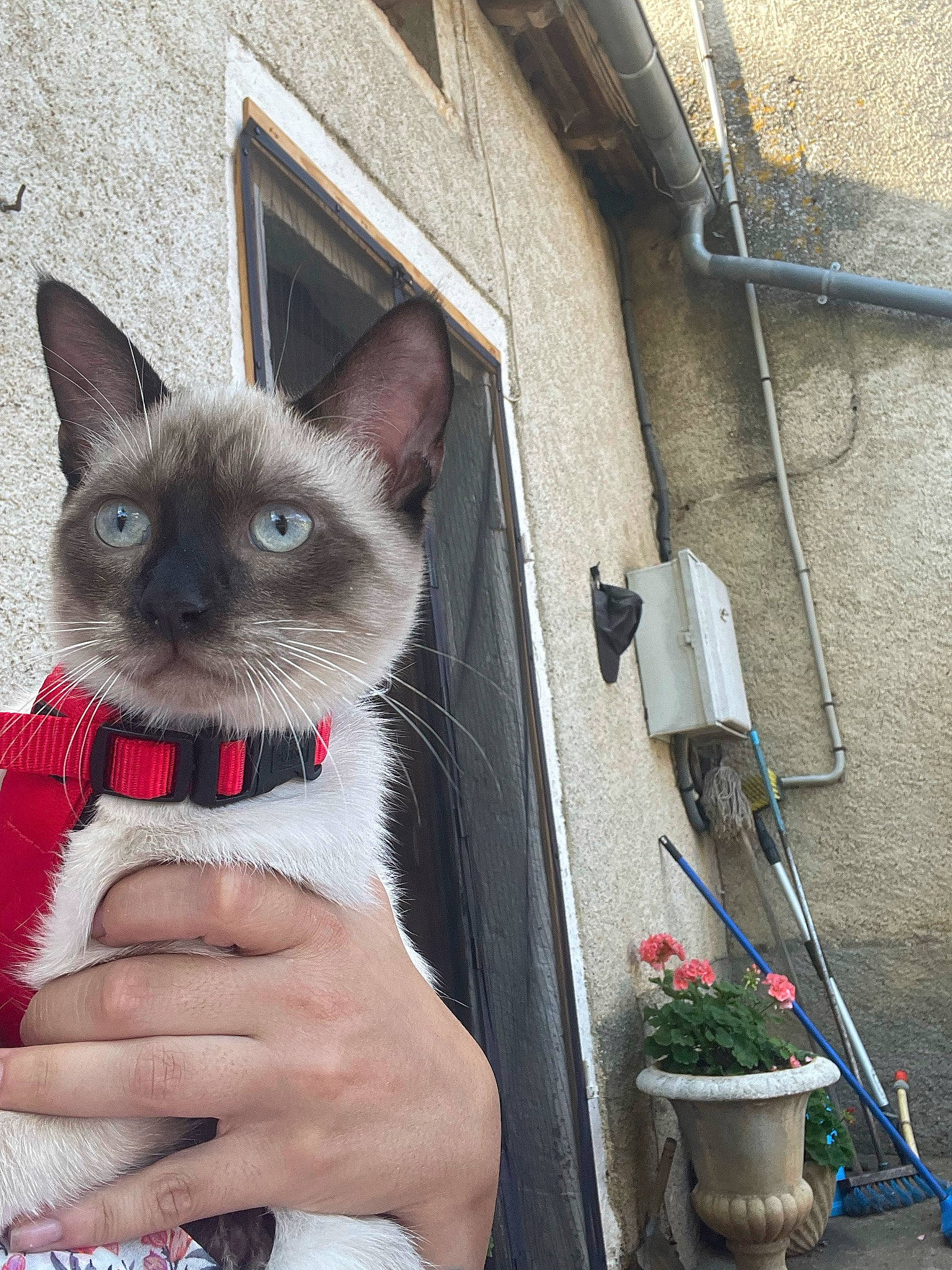 Stark a rejoint le concours — aidez-le/la à gagner de superbes lots ! balinese, birman, carnivore, cat, domestic_short_haired_cat, facade, fawn, felidae, flowerpot, fur, houseplant, plant, siamese, small_to_medium_sized_cats, snout, tail, thai, tonkinese, whiskers, window