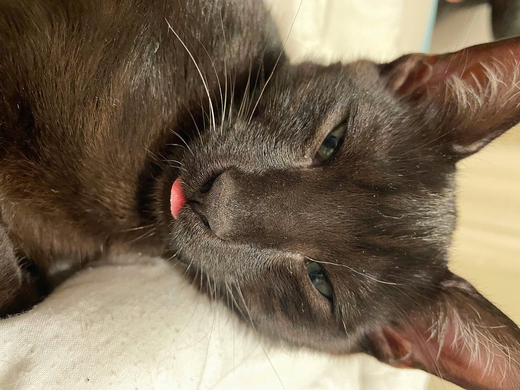 Sushi a rejoint le concours — aidez-le/la à gagner de superbes lots ! black_cat, carnivore, cat, chartreux, claw, comfort, domestic_short_haired_cat, ear, felidae, fur, gesture, nap, paw, small_to_medium_sized_cats, snout, terrestrial_animal, whiskers