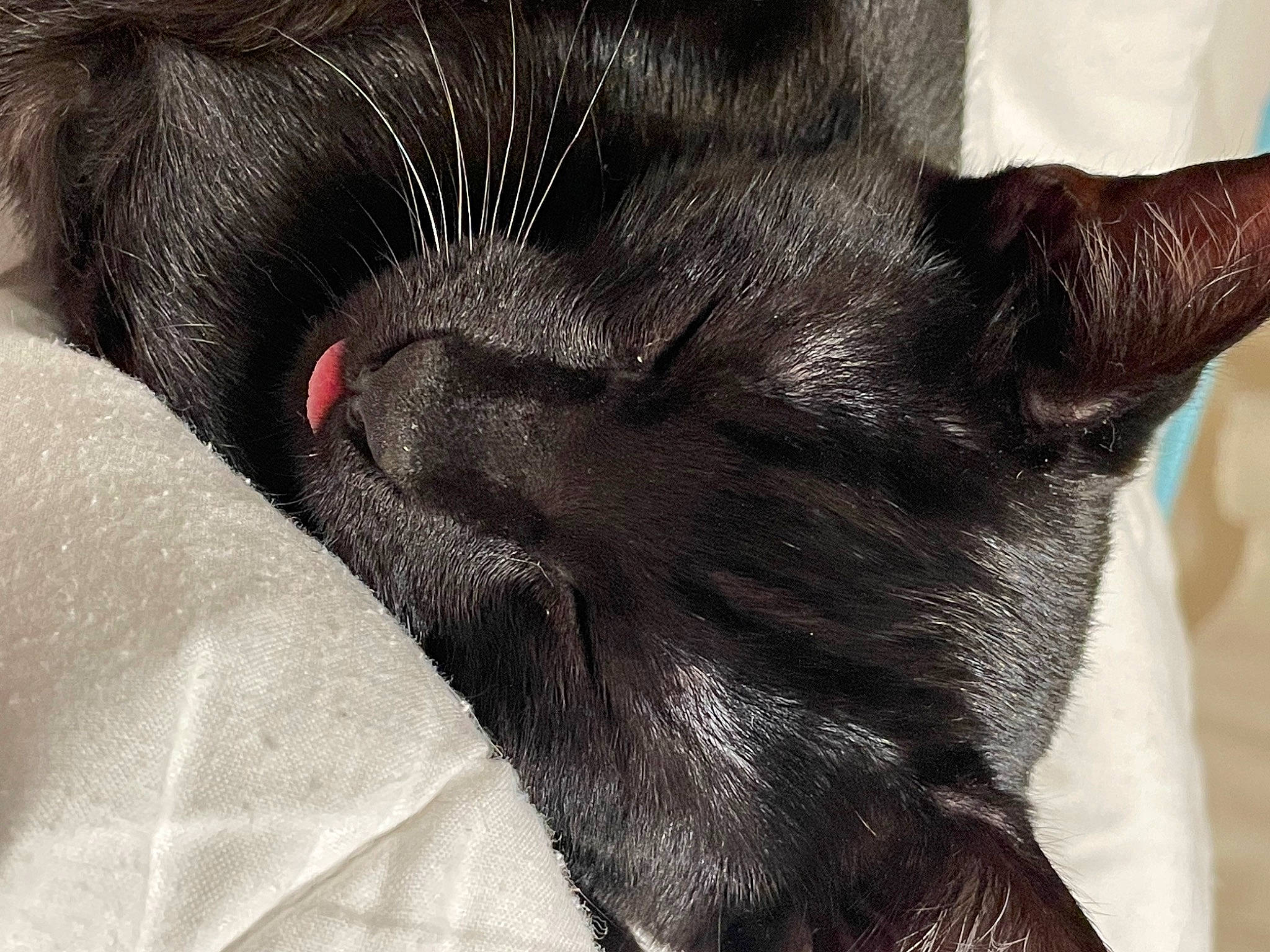 Sushi a rejoint le concours — aidez-le/la à gagner de superbes lots ! black_cat, bombay, carmine, carnivore, cat, claw, comfort, dog_breed, domestic_short_haired_cat, ear, felidae, foot, fur, grey, nap, paw, small_to_medium_sized_cats, snout, tail, whiskers