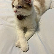 Lenny is registered to the contest to win money with this photo: cat, fluffy, white, beige, lying_down, paws_crossed, pet, domestic_animal, feline, cute, soft_fur, indoor, resting, collar, whiskers, ears, face, animal, bed, sheet