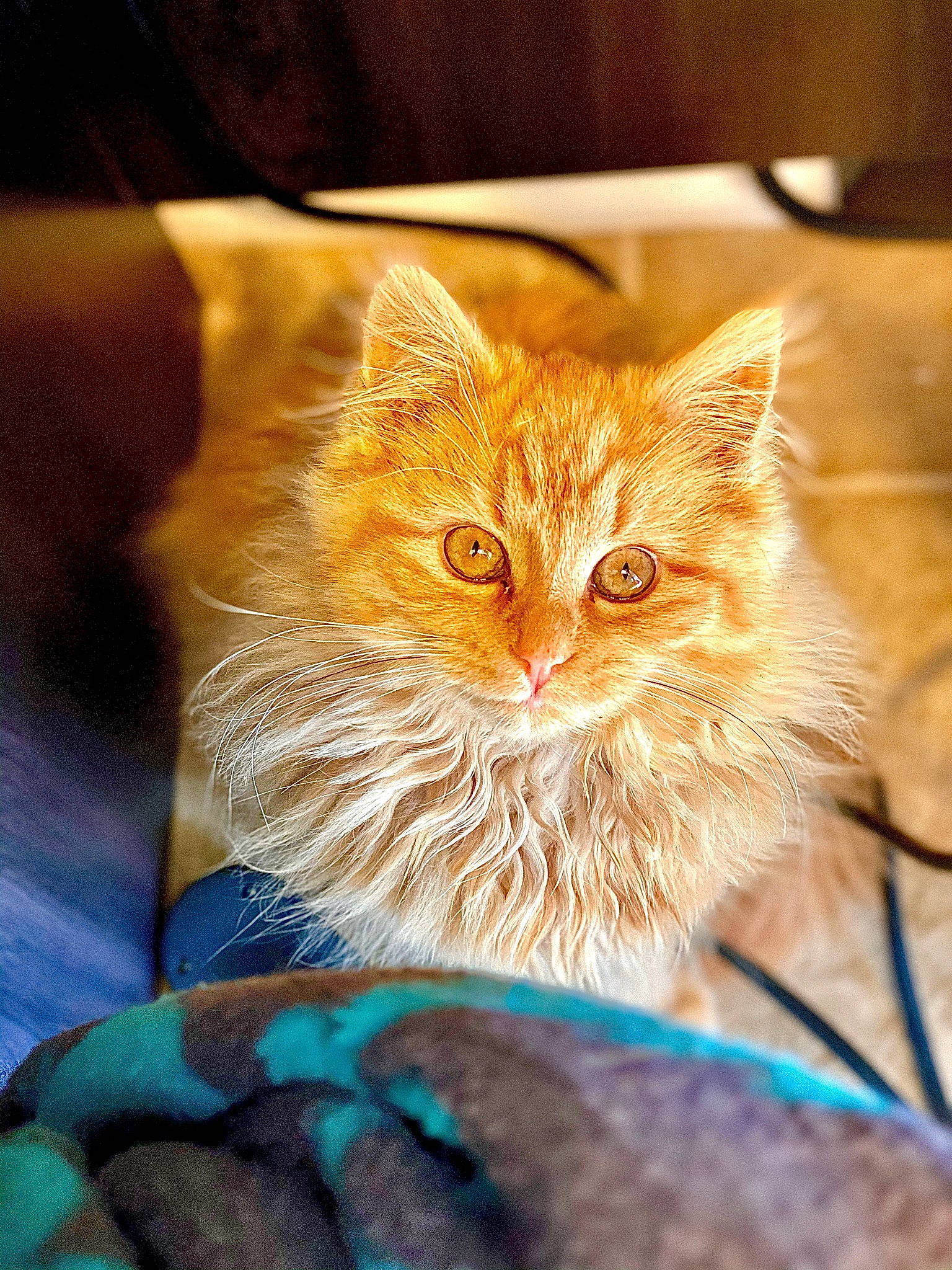 Nala