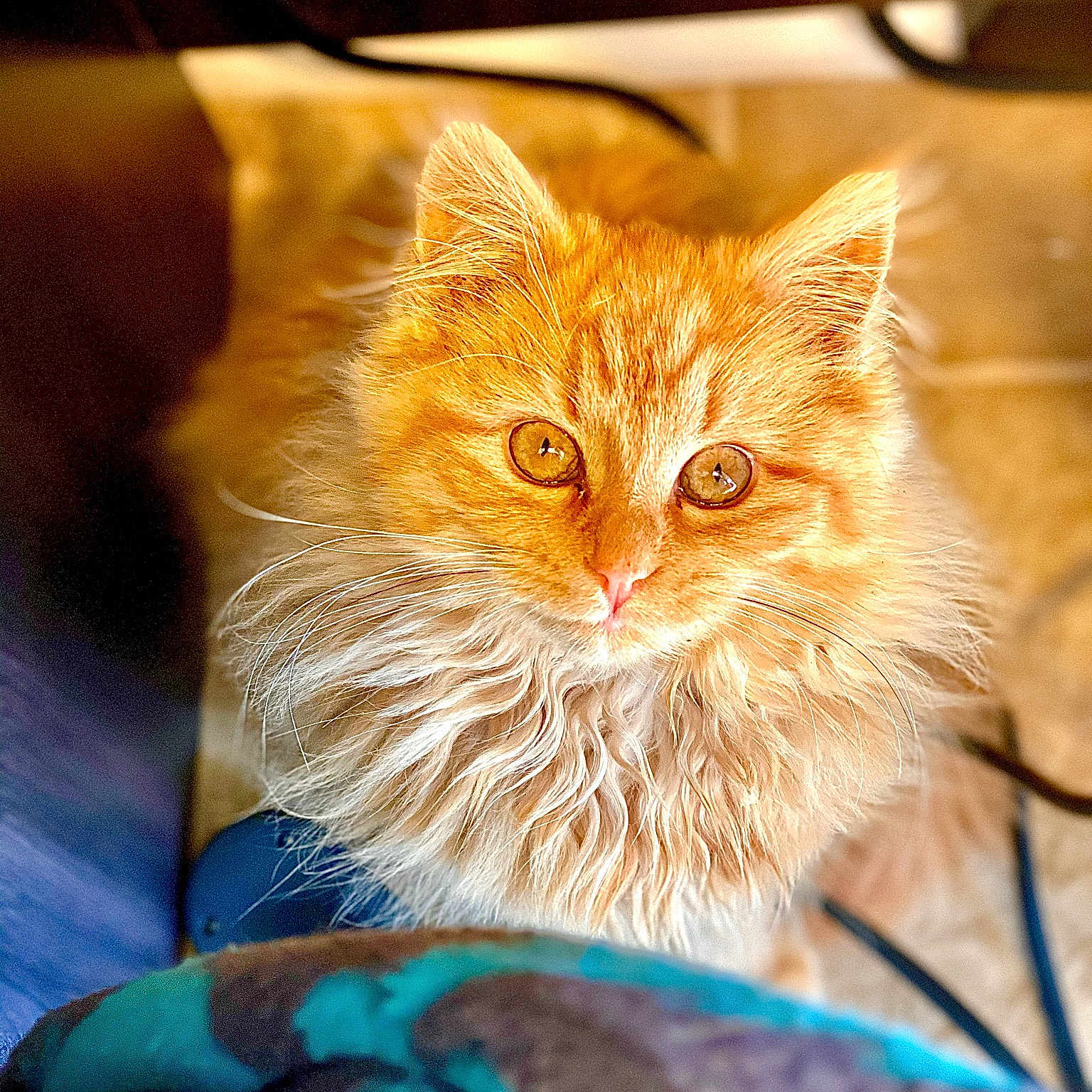Nala