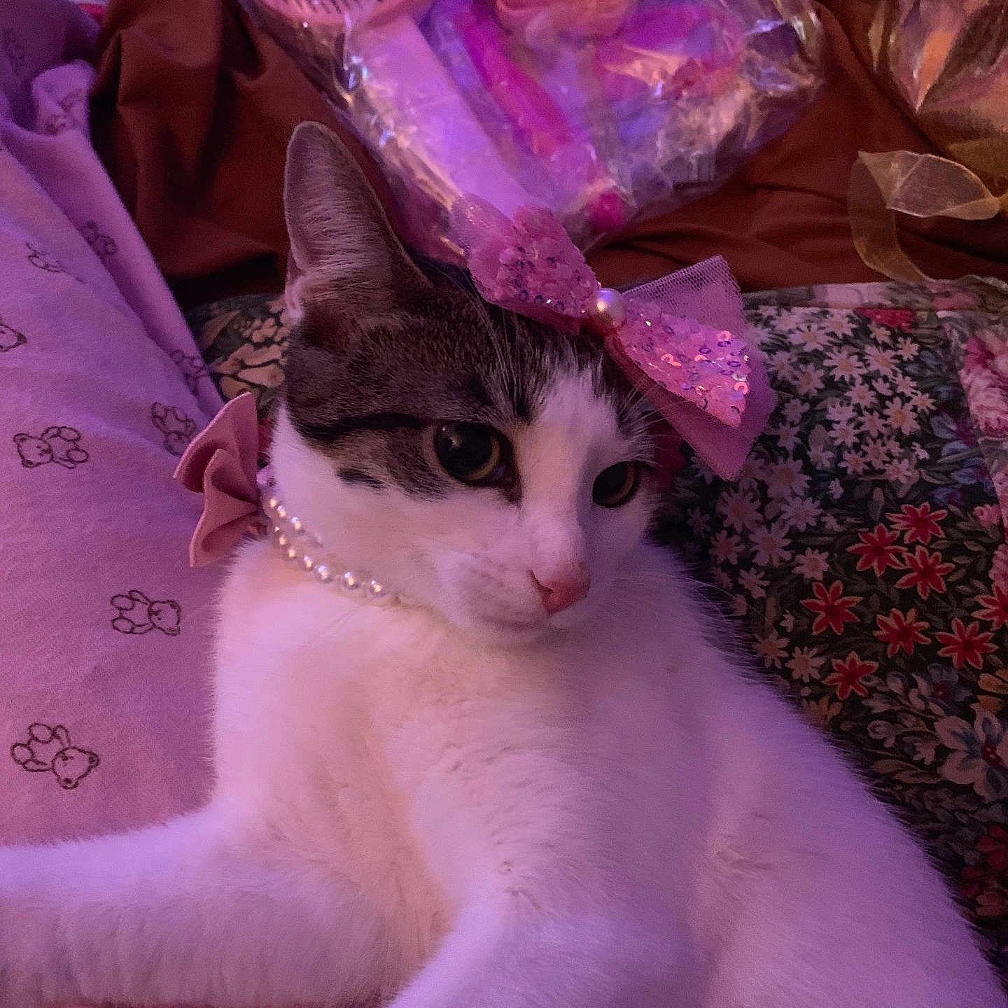 Herafina joined the competition — help win amazing prizes! abyssinian, accessories, animal, bag, blanket, cat, clothing, couch, dress, furniture, handbag, homedecor, kitten, manx, person, pet, purple, quilt, siamese, velvet