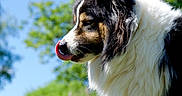 Starsky participe au concours pour gagner de l'argent avec cette photo : dog, outdoor, grass, blue_sky, tree, fluffy, tricolor, animal, pet, nature, tongue, profile, daylight, canine, mammal, fur, playful, summer, field, leafy