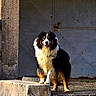 Starsky participe au concours pour gagner de l'argent avec cette photo : dog, animal, outdoor, concrete, platform, rust, door, black, white, brown, fur, pet, standing, happy, tongue_out, wet_fur, texture, shadow, building, industrial