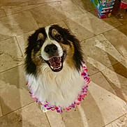 Starsky a rejoint le concours — aidez-le/la à gagner de superbes lots ! dog, smiling, flower_lei, happy, pet, indoor, tile_floor, fur, black_and_white, brown, animal, looking_up, portrait, domestic_animal, cute, canine, playful, household, shadow, celebration