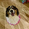 dog, smiling, flower_lei, happy, pet, indoor, tile_floor, fur, black_and_white, brown, animal, looking_up, portrait, domestic_animal, cute, canine, playful, household, shadow, celebration
