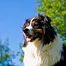 Starsky participe au concours pour gagner de l'argent avec cette photo : dog, outdoor, blue_sky, greenery, sunlight, happy, tongue_out, fluffy, tricolor, canine, nature, pet, summer, daylight, portrait, animal, fur, friendly, closeup, expression