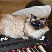 Noé a rejoint le concours — aidez-le/la à gagner de superbes lots ! cat, fluffy_cat, blue_eyes, piano, keyboard, indoor, pet, animal, feline, relaxed, cozy, music_instrument, brown, white_paws, portrait, home, sofa, cushion, closeup, domestic_animal