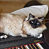 cat, fluffy_cat, blue_eyes, piano, keyboard, indoor, pet, animal, feline, relaxed, cozy, music_instrument, brown, white_paws, portrait, home, sofa, cushion, closeup, domestic_animal