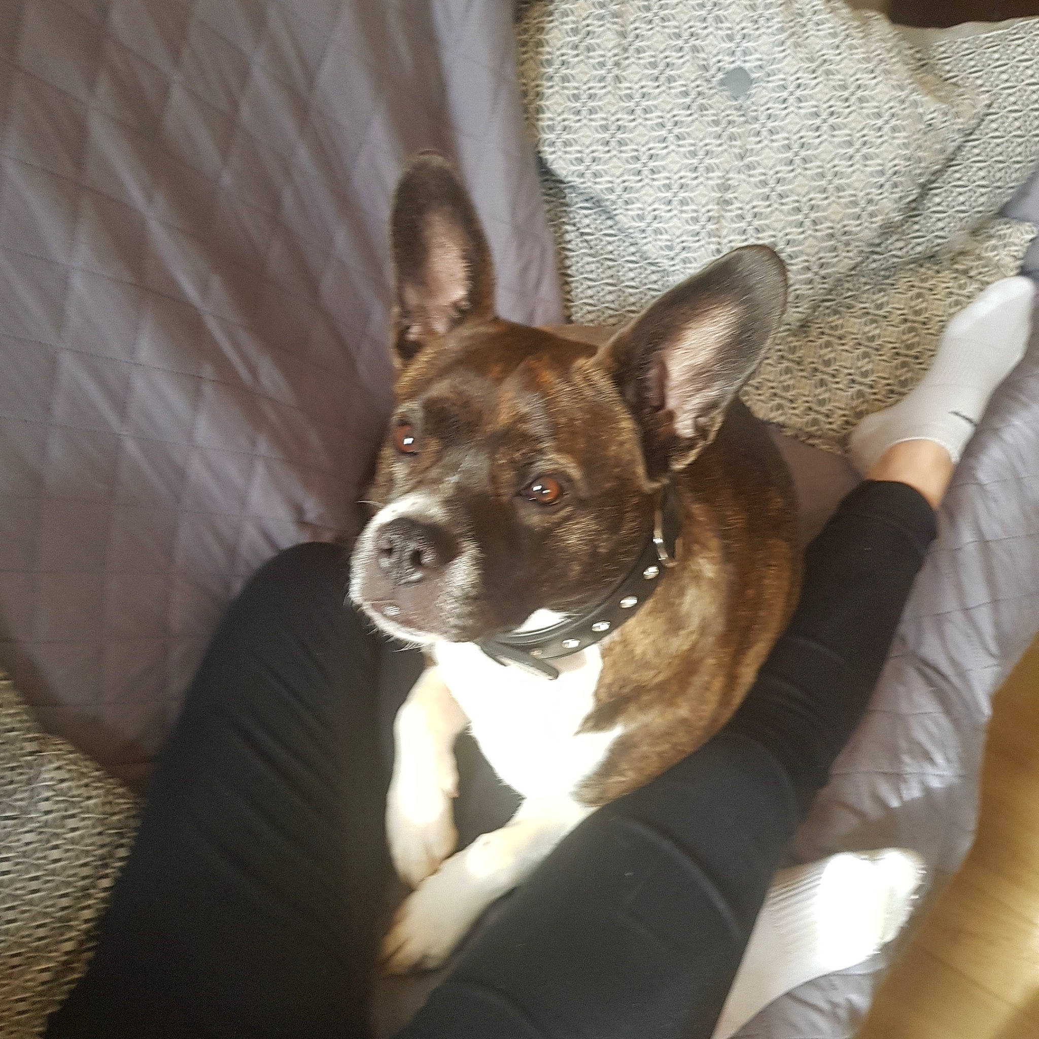 Olaf a rejoint le concours — aidez-le/la à gagner de superbes lots ! boston_terrier, canidae, carnivore, companion_dog, dog, dog_breed, ear, fawn, french_bulldog, mammal, non_sporting_group, puppy, rare_breed_dog, snout, vertebrate, whiskers