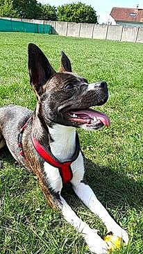 Olaf participe au concours pour gagner de l'argent avec cette photo : american_staffordshire_terrier, canidae, carnivore, collar, dog, dog_breed, dog_collar, great_dane, mammal, non_sporting_group, rare_breed_dog, snout, sporting_group, vertebrate