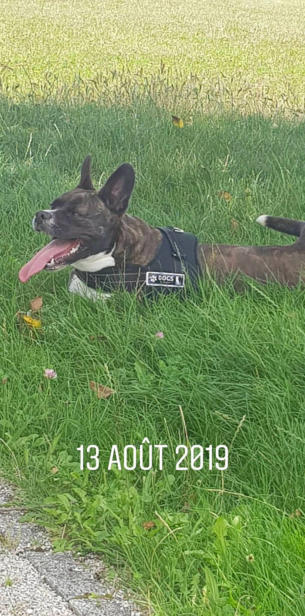 Olaf participe au concours pour gagner de l'argent avec cette photo : australian_kelpie, canidae, carnivore, dog, dog_breed, dog_collar, formosan_mountain_dog, grass, grass_family, hunting_dog, lawn, plant, tail