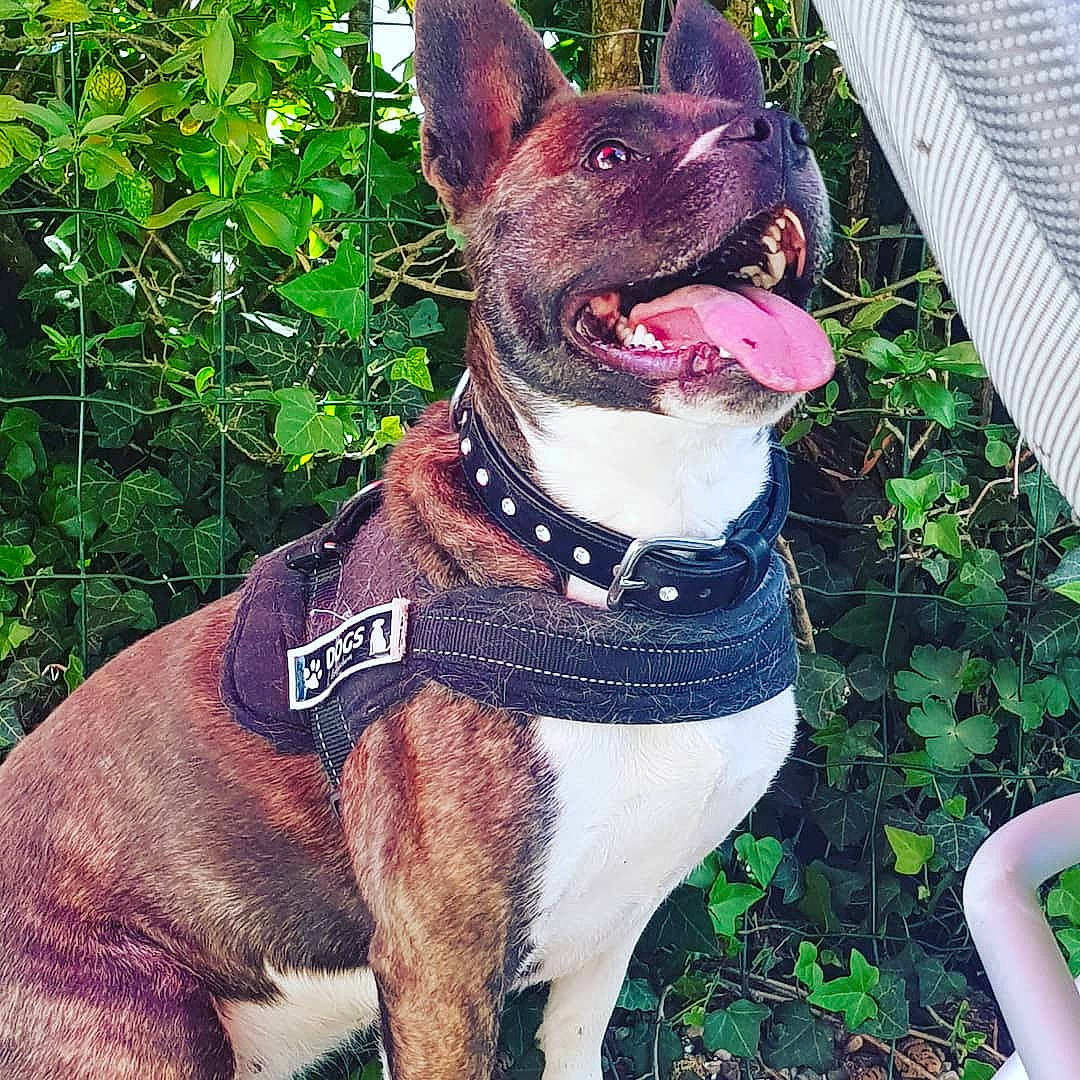 Olaf participe au concours pour gagner de l'argent avec cette photo : american_pit_bull_terrier, american_staffordshire_terrier, canidae, carnivore, collar, companion_dog, dog, dog_breed, dog_collar, fawn, french_bulldog, leash, mammal, non_sporting_group, pit_bull, rare_breed_dog, snout