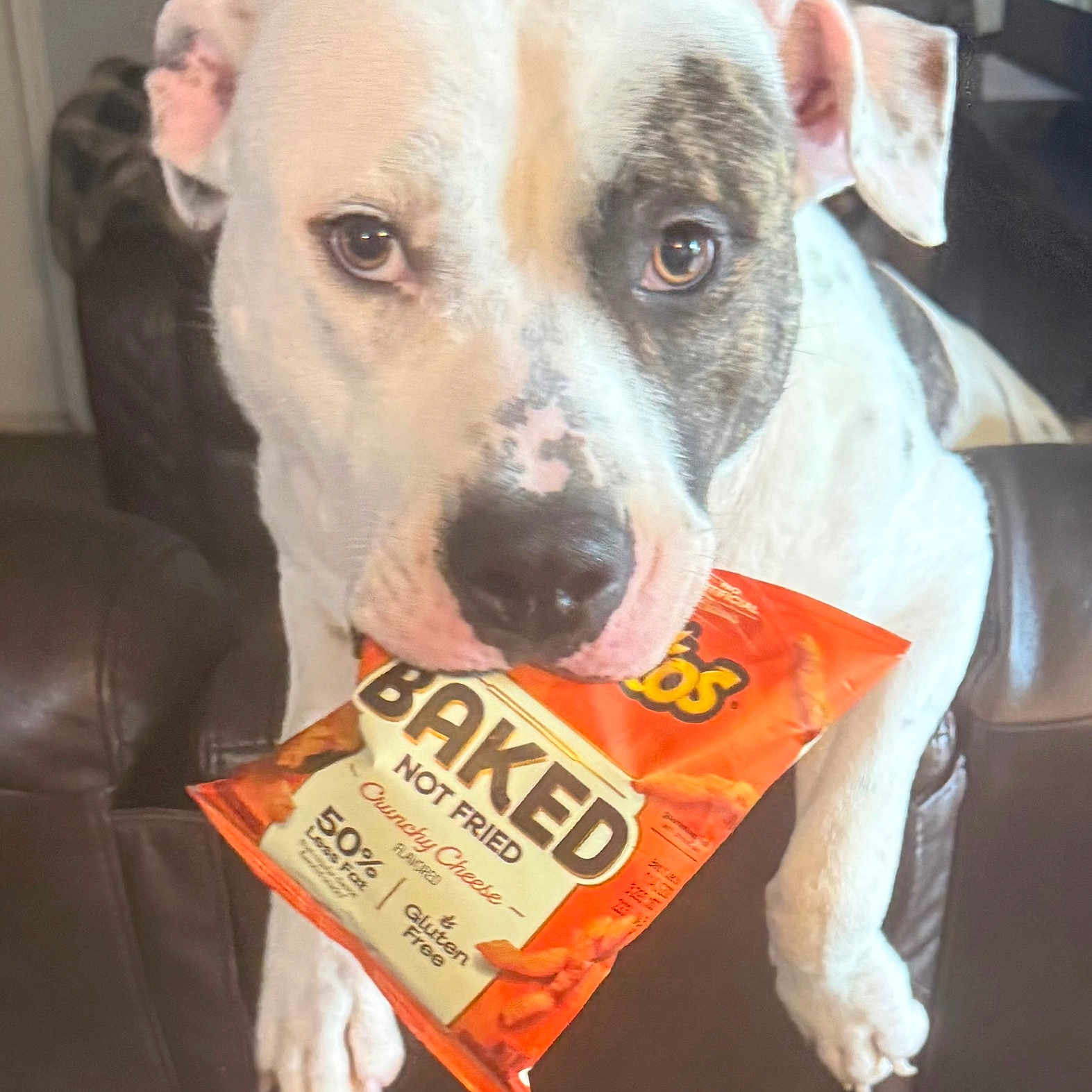 Almost is registered to the contest to win money with this photo: dog, pet, animal, cheese, snack, baked, bag, orange, leather, chair, indoor, closeup, face, mouth, paws, cute, expression, fur, black_patch, looking