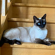 Hanako a rejoint le concours — aidez-le/la à gagner de superbes lots ! animal, blue_eyes, cat, collar, cute, domestic_animal, feline, fur, indoor, paw, pet, portrait, relaxed, resting, siamese_cat, side_view, stairs, tail, whiskers, wood