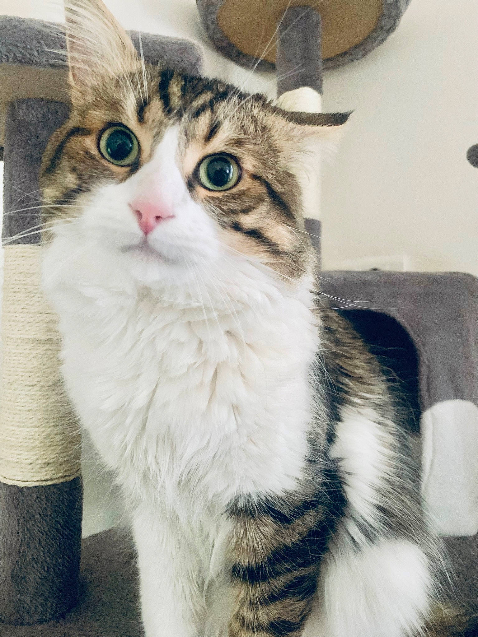 Guizmo a rejoint le concours — aidez-le/la à gagner de superbes lots ! carnivore, cat, claw, domestic_short_haired_cat, door, eye, felidae, fur, paw, small_to_medium_sized_cats, snout, tail, terrestrial_animal, whiskers, window