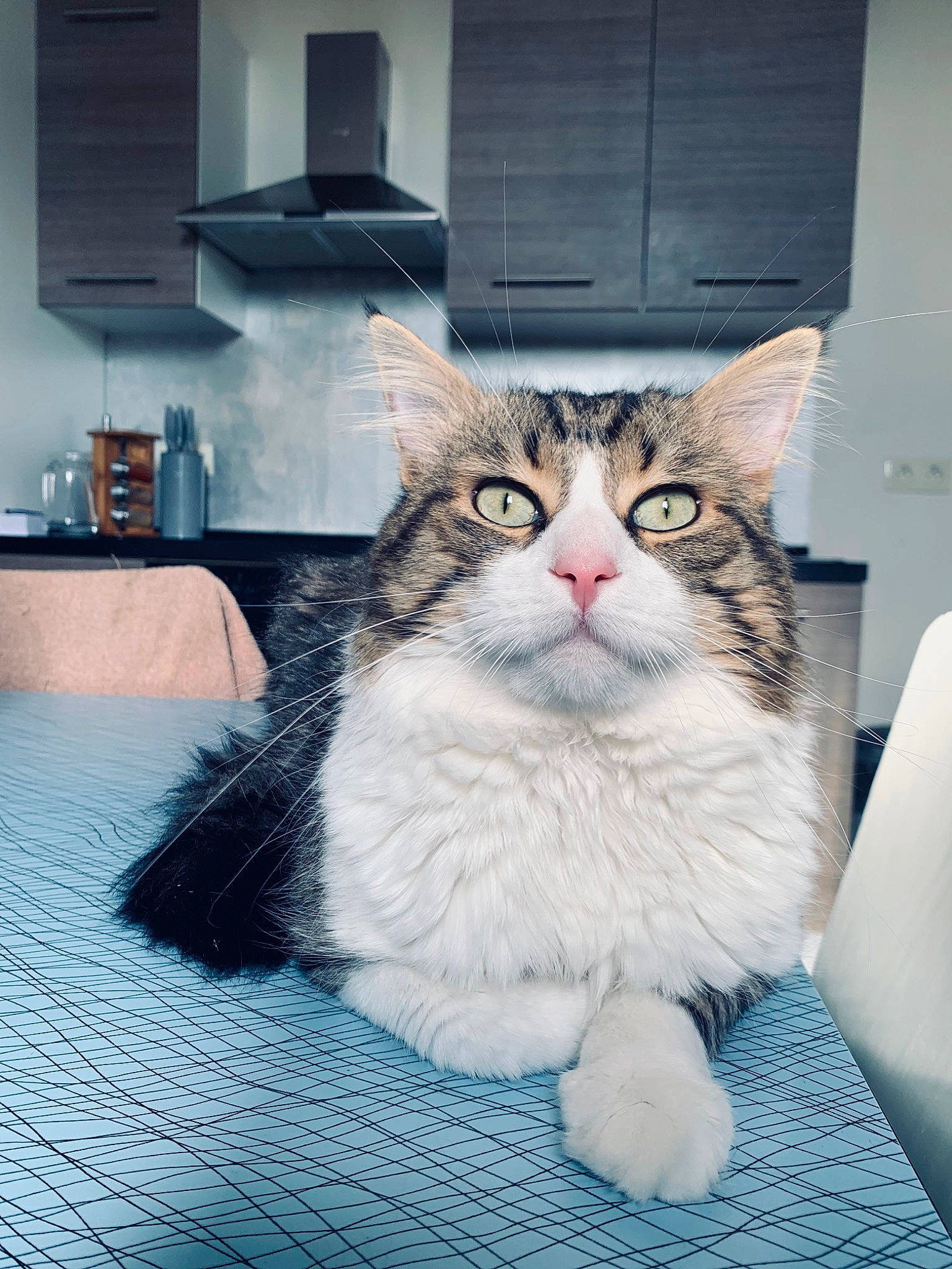 Guizmo a rejoint le concours — aidez-le/la à gagner de superbes lots ! box, carnivore, cat, claw, domestic_short_haired_cat, door, felidae, flooring, fur, paw, shelf, sitting, small_to_medium_sized_cats, snout, tail, terrestrial_animal, whiskers, window