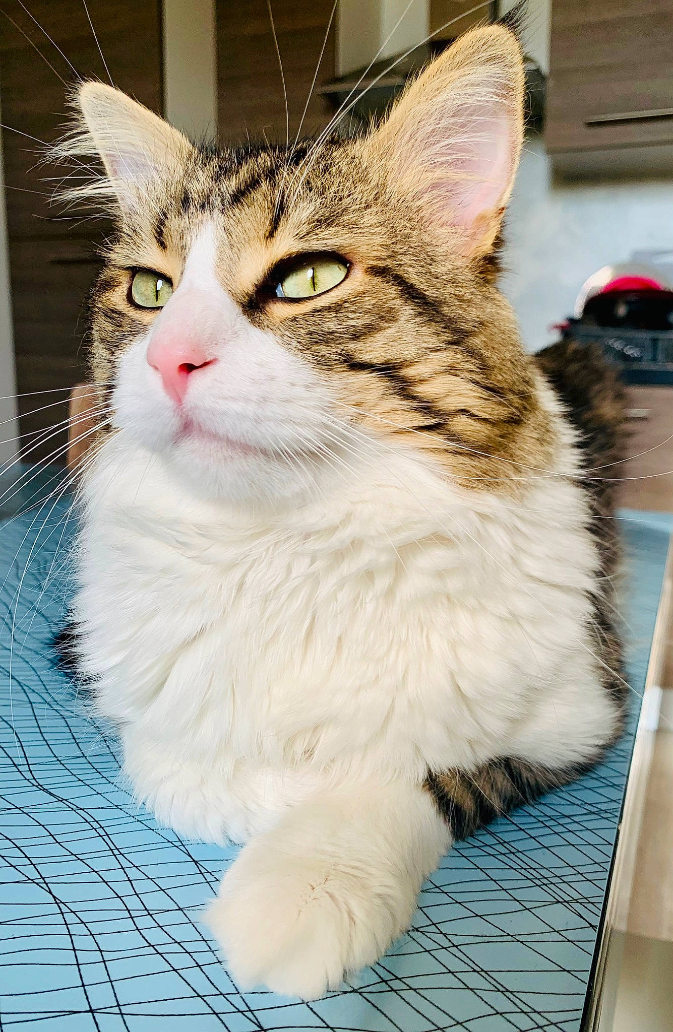 Guizmo a rejoint le concours — aidez-le/la à gagner de superbes lots ! carnivore, cat, claw, domestic_short_haired_cat, fawn, felidae, flooring, fur, iris, paw, sitting, small_to_medium_sized_cats, snout, tail, terrestrial_animal, whiskers, wildlife, window