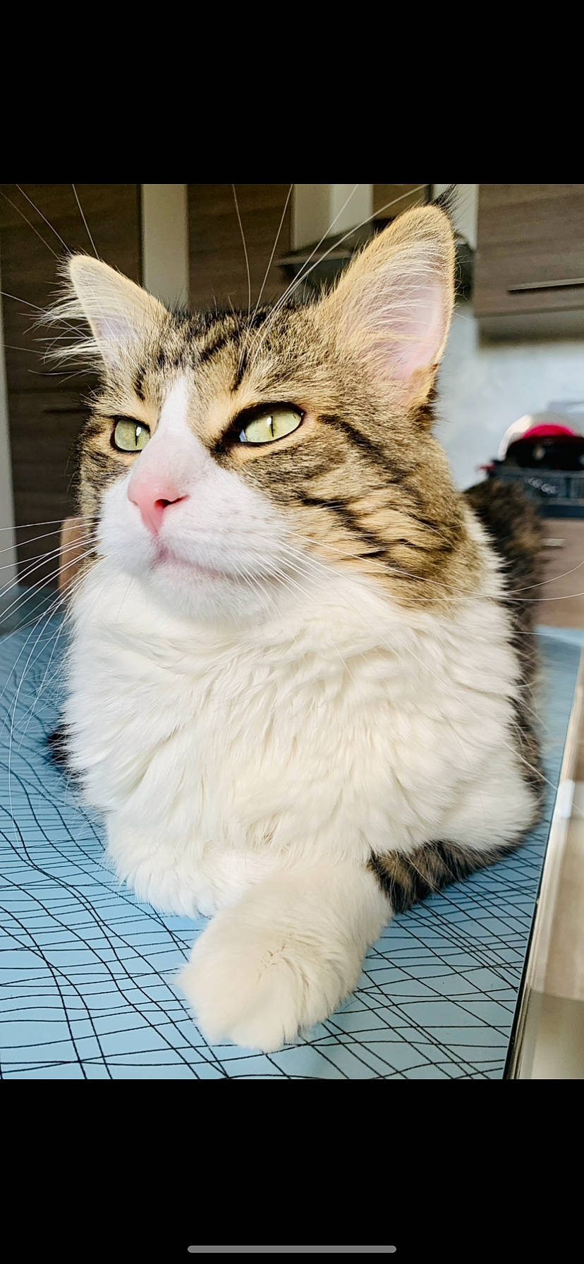 Guizmo participe au concours pour gagner de l'argent avec cette photo : carnivore, cat, claw, domestic_short_haired_cat, fawn, felidae, fur, iris, paw, sitting, small_to_medium_sized_cats, snout, tail, terrestrial_animal, whiskers, window