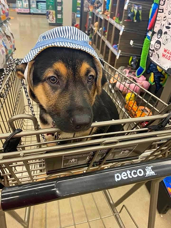 Bear is registered to the contest to win money with this photo: animal_shelter, canidae, carnivore, companion_dog, dog, dog_breed, german_shepherd_dog, snout, sporting_group, street_dog, vehicle