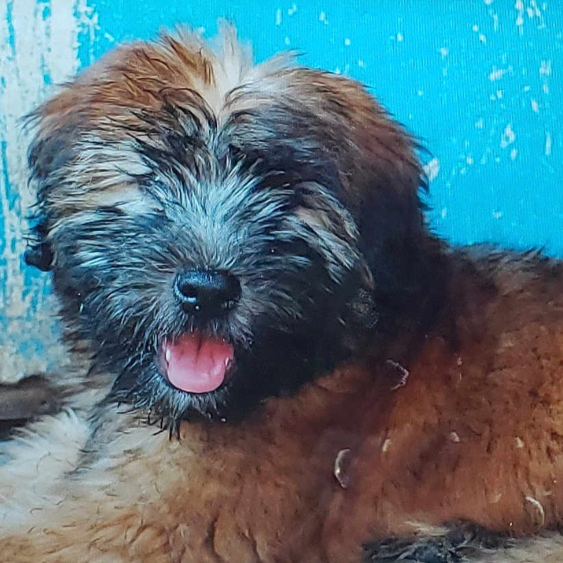 Piper