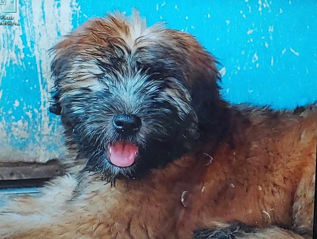 Piper