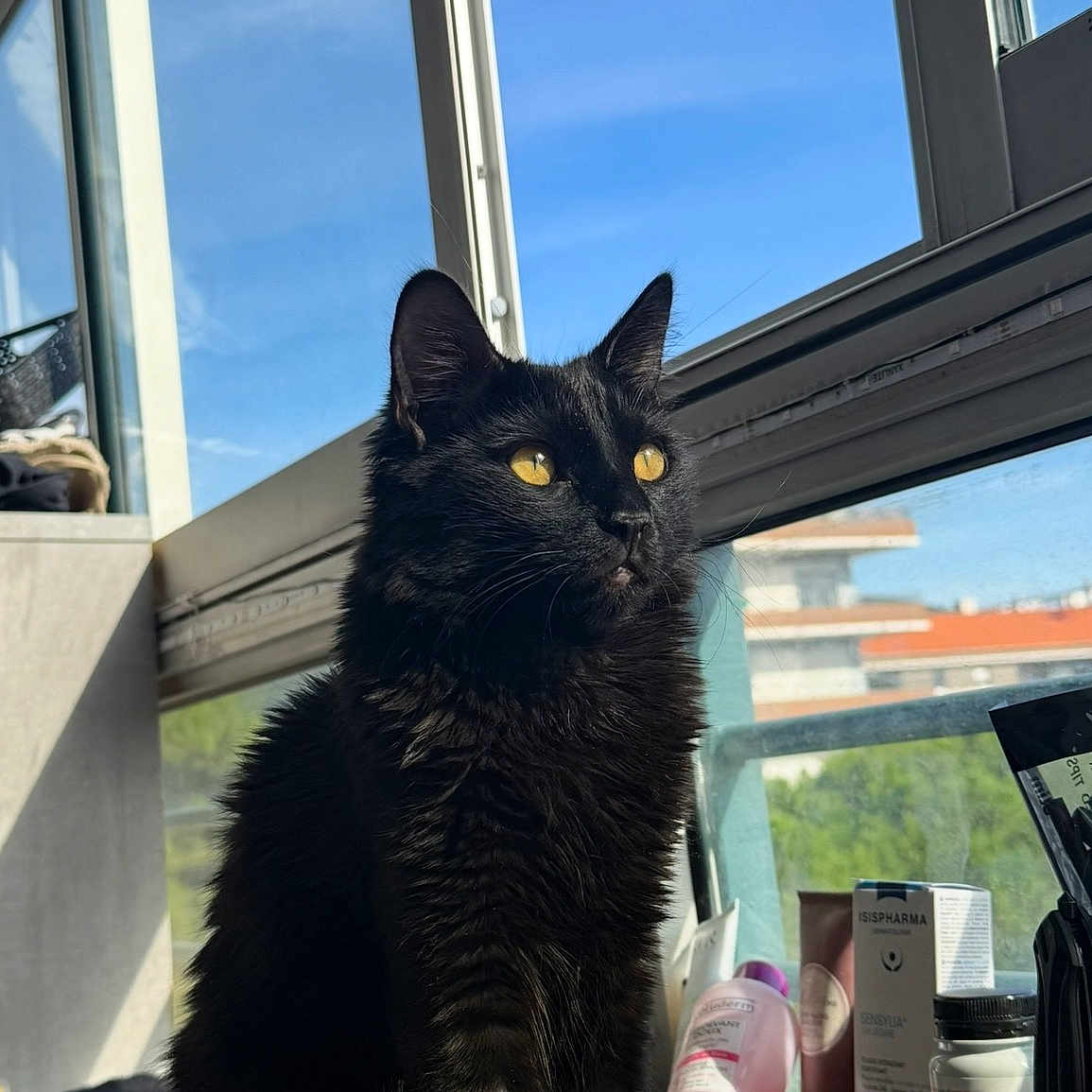 Yuko participe au concours pour gagner de l'argent avec cette photo : animal, black_cat, bottle, cat, container, cozy, daylight, feline, fur, glass, home, indoor, looking_outside, pets, portrait, reflection, still_life, sunlight, window, yellow_eyes