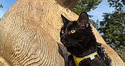 Yuko participe au concours pour gagner de l'argent avec cette photo : animal, black_cat, blue_sky, cat, closeup, daytime, fur, harness, leash, nature, outdoor, park, pet, rabbit_sculpture, statue, sunny, tree, wood_texture, wooden_sculpture, yellow_eyes
