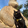 animal, black_cat, blue_sky, cat, closeup, daytime, fur, harness, leash, nature, outdoor, park, pet, rabbit_sculpture, statue, sunny, tree, wood_texture, wooden_sculpture, yellow_eyes