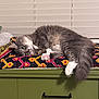 animal, cat, cozy, curious, cushion, fluffy, fur, gray_cat, green_dresser, household, indoor, lying_down, patterned_fabric, pet, pink_paw_pads, relaxed, resting, tail, white_paws, window_blinds